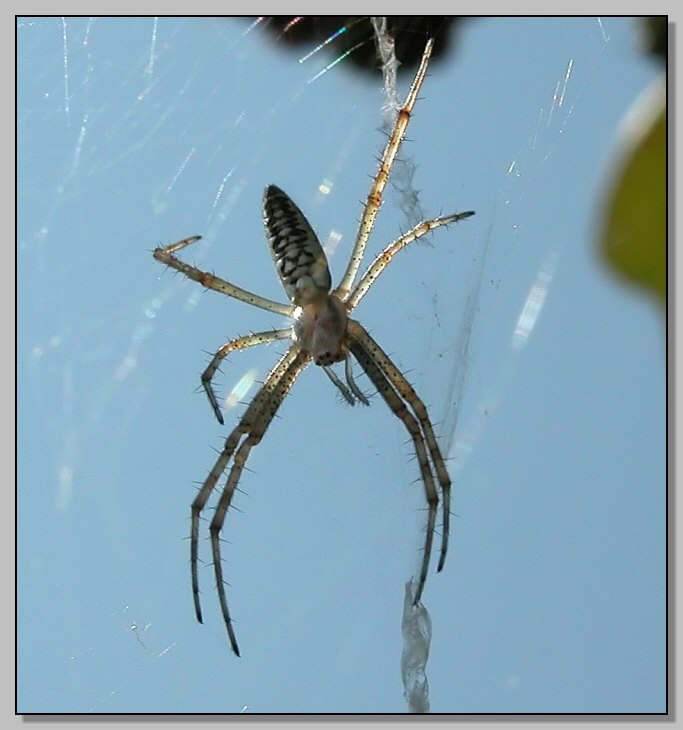 Argiope (giovane) acrobata